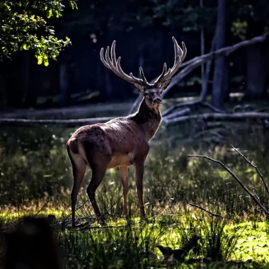 Brâme du cerf