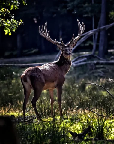 Brâme du cerf
