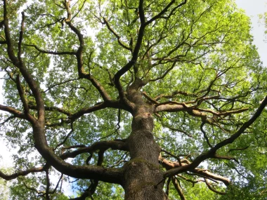 Balade commentée en forêt d’Hautvillers