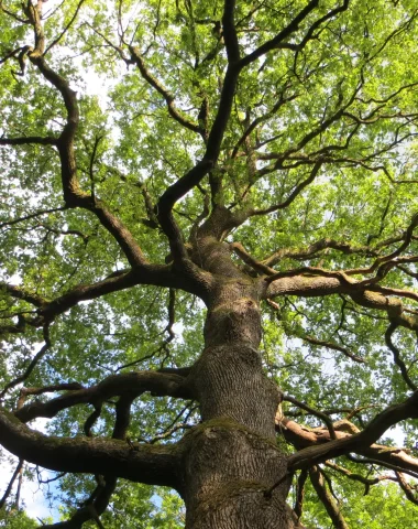 Balade commentée en forêt d’Hautvillers