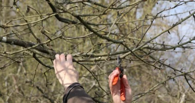 Animation zum Beschneiden und Pfropfen von Obstgärten