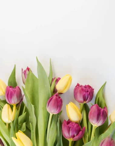Marché aux fleurs – Mareuil-sur-Aÿ