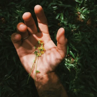 A la découverte des plantes