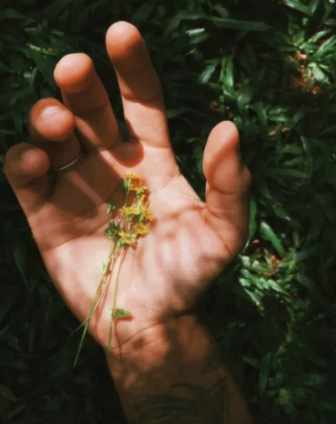 A la découverte des plantes