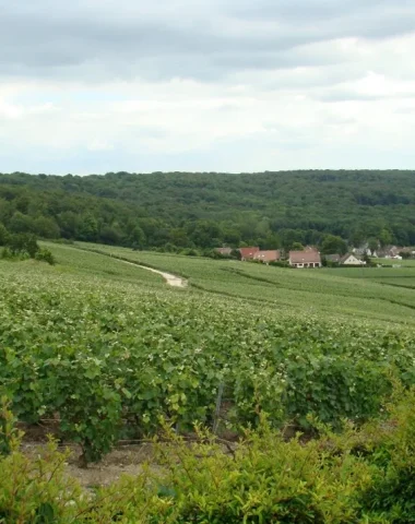 Les paysages d’Hautvillers