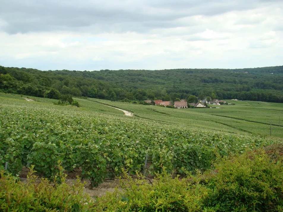 Les paysages d’Hautvillers
