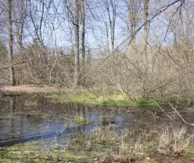 Die Teiche von Verzy