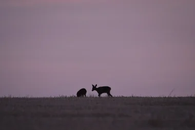 Balade nocturne à la découverte des animaux de la nuit