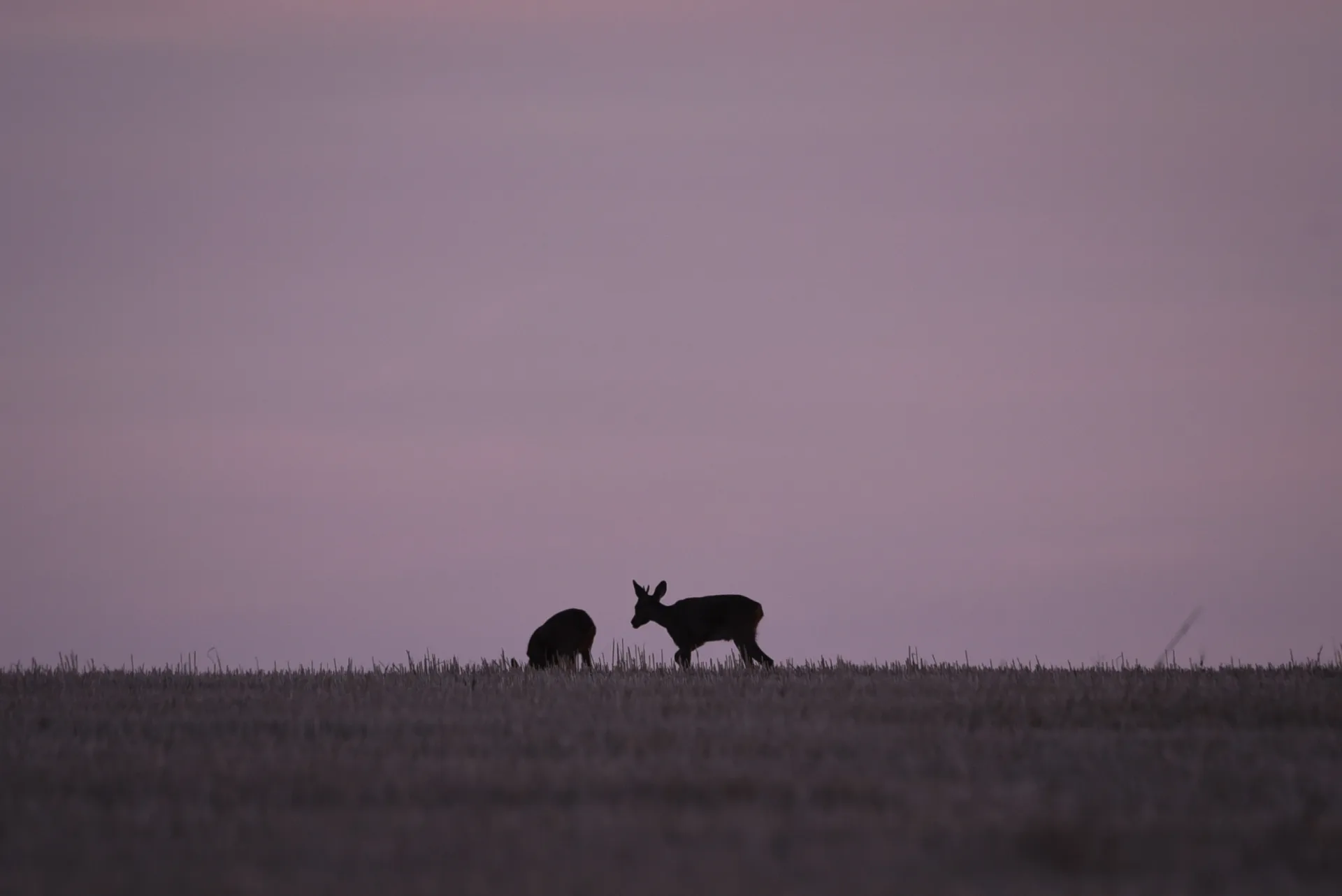 Balade nocturne à la découverte des animaux de la nuit