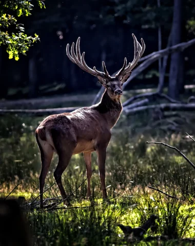 Traces et indices de présence des animaux