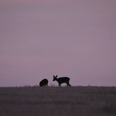 Balade nocturne : partez à la découverte des animaux de la nuit