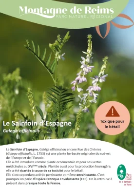 Le Sainfoin d’Espagne