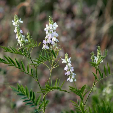 Le Sainfoin d’Espagne, une espèce exotique envahissante