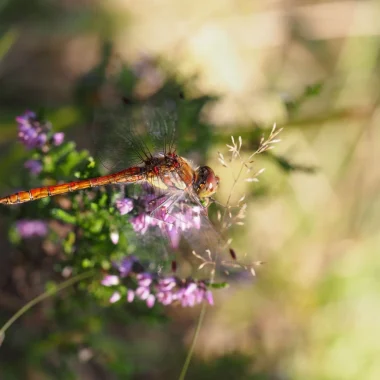 Les Atlas de la biodiversité communale (ABC)