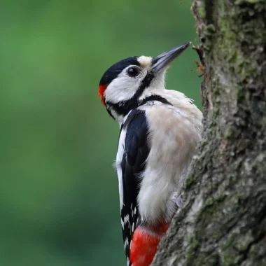 Projet LIFE Biodiv’Est : forêts et changement climatique