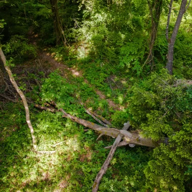5,5 hectares de forêts préservées pendant 30 ans