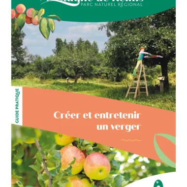 Créer et entretenir un verger