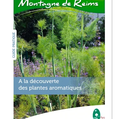 A la découverte des plantes aromatiques
