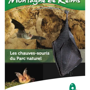 Les chauves-souris du Parc