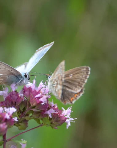 Natura 2000 : des sites naturels d’exception !