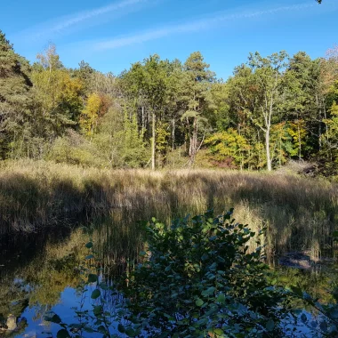 Feuchtgebiete: ein Reichtum zwischen Land und Wasser