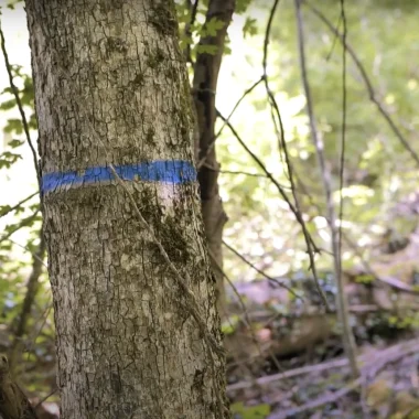 Vos Coups de pouce Nature : Créer des îlots de vieux bois