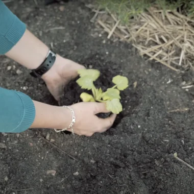 Les Chroniques nature #2 : les plantations dans le jardin !