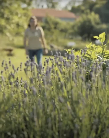 Le Parc en vidéos