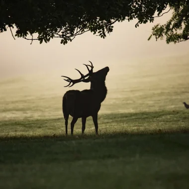 Sortie “Brâme du cerf” en Forêt d’exception