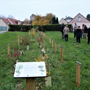 Apprenez à créér et entretenir une haie champêtre !