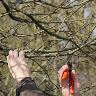 Atelier taille et greffe des arbres fruitiers