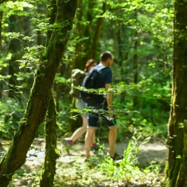 La Nuit des forêts : deux événements à découvrir !