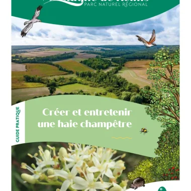 Créer et entretenir une haie champêtre