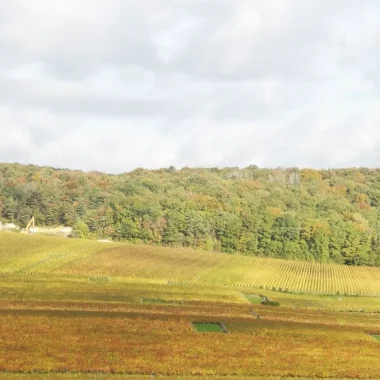 Des lisières restaurées à Ambonnay